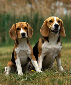 Beagle - Dog Breed wallpaper