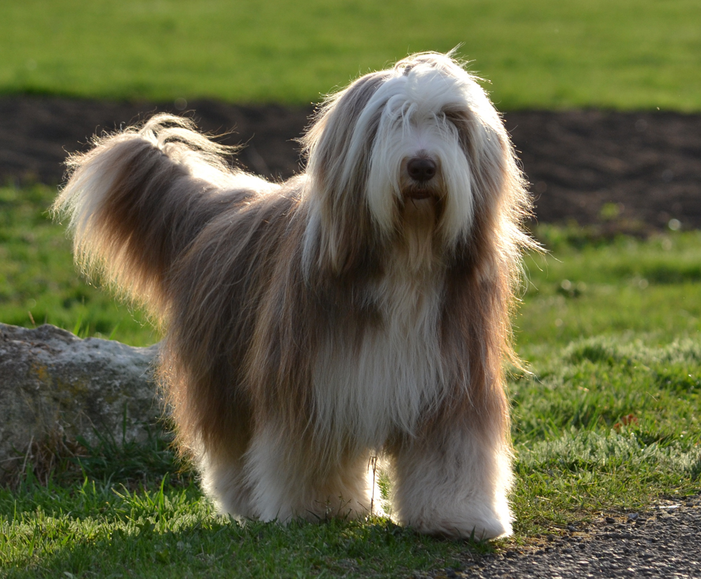 Bearded Collie - Dog Breed
