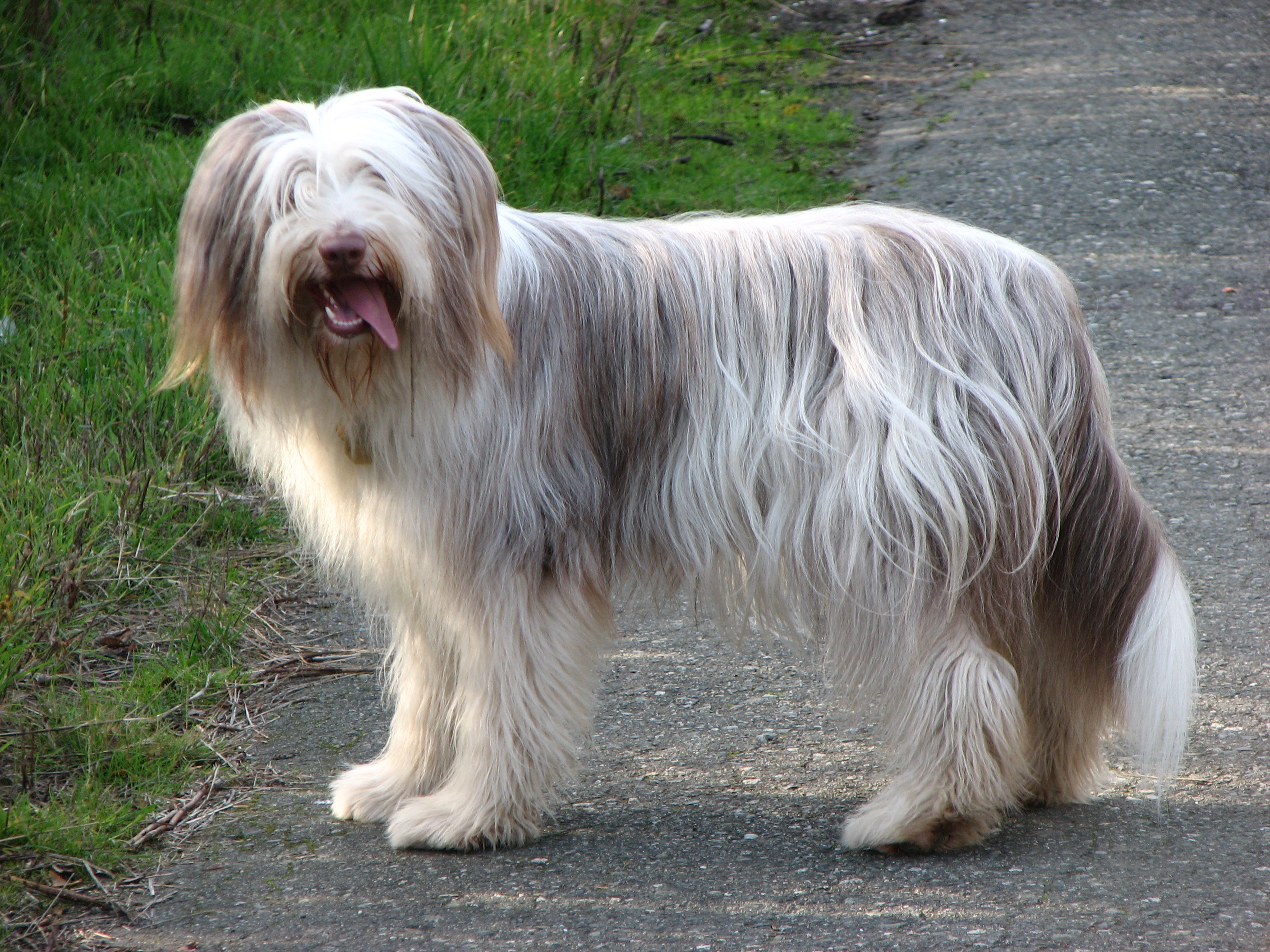 Nice Bearded Collie - Dog Breed