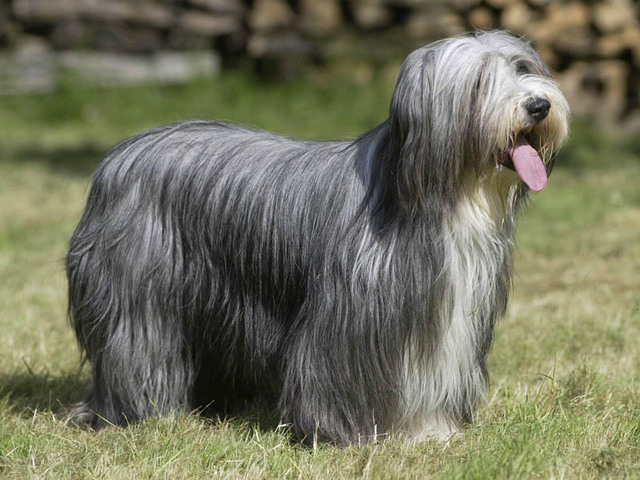 Cool Bearded Collie - Dog Breed