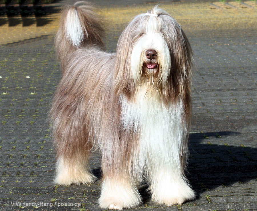 Wallpaper Bearded Collie - Dog Breed