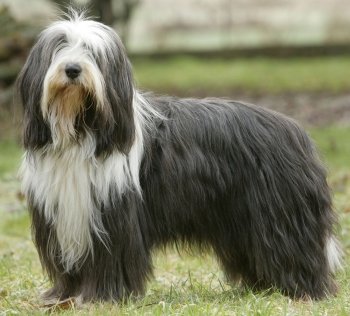 Bearded Collie - Dog Breed wallpaper