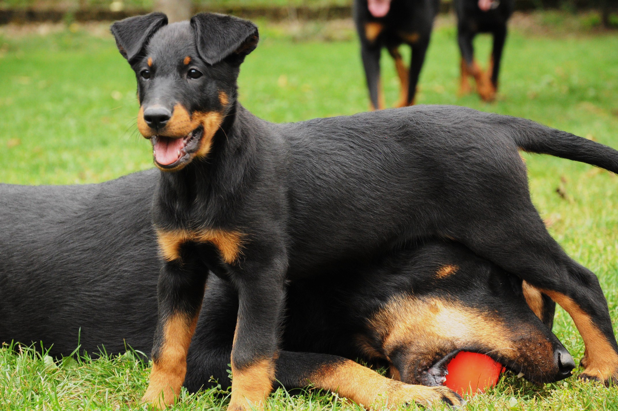 Cool Beauceron - Dog Breed