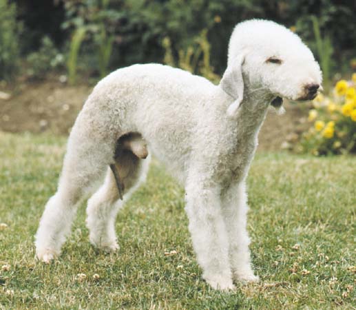 Bedlington Terrier - Dog Breed