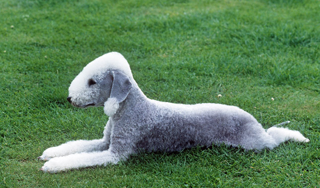 Nice Bedlington Terrier - Dog Breed