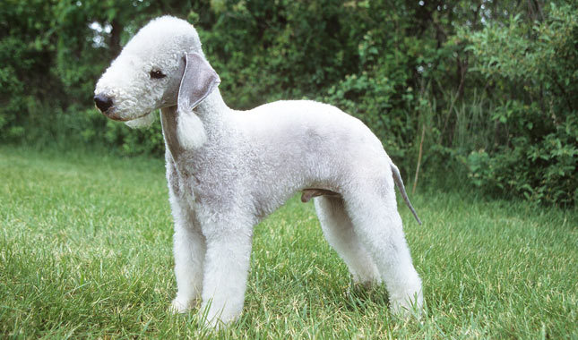 Cute Bedlington Terrier - Dog Breed