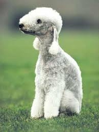 Wallpaper Bedlington Terrier - Dog Breed