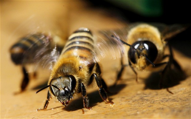 Wallpaper Bee