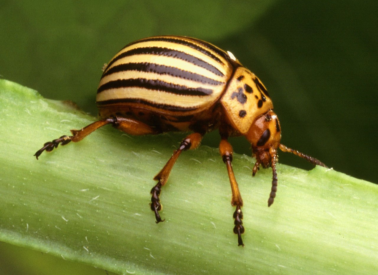 Cute Beetle