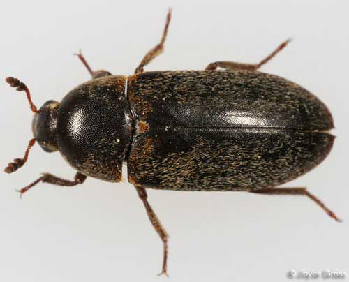Photo Beetle