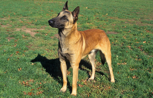 Belgian Malinois - Dog Breed photo 