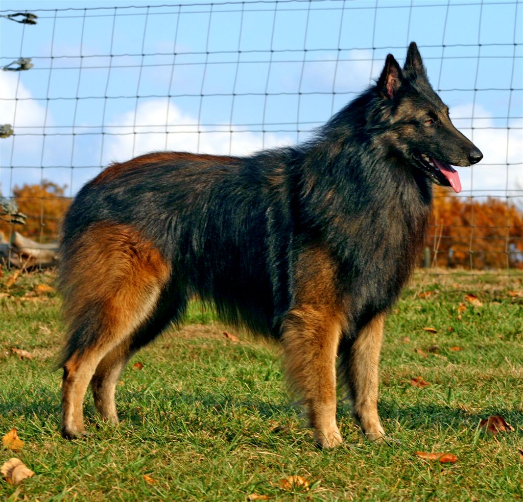 Belgian Tervuren - Dog Breed