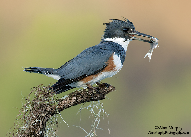 Pretty Belted kingfisher