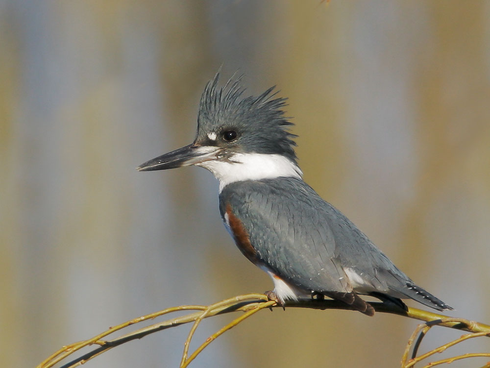 Pretty Belted kingfisher