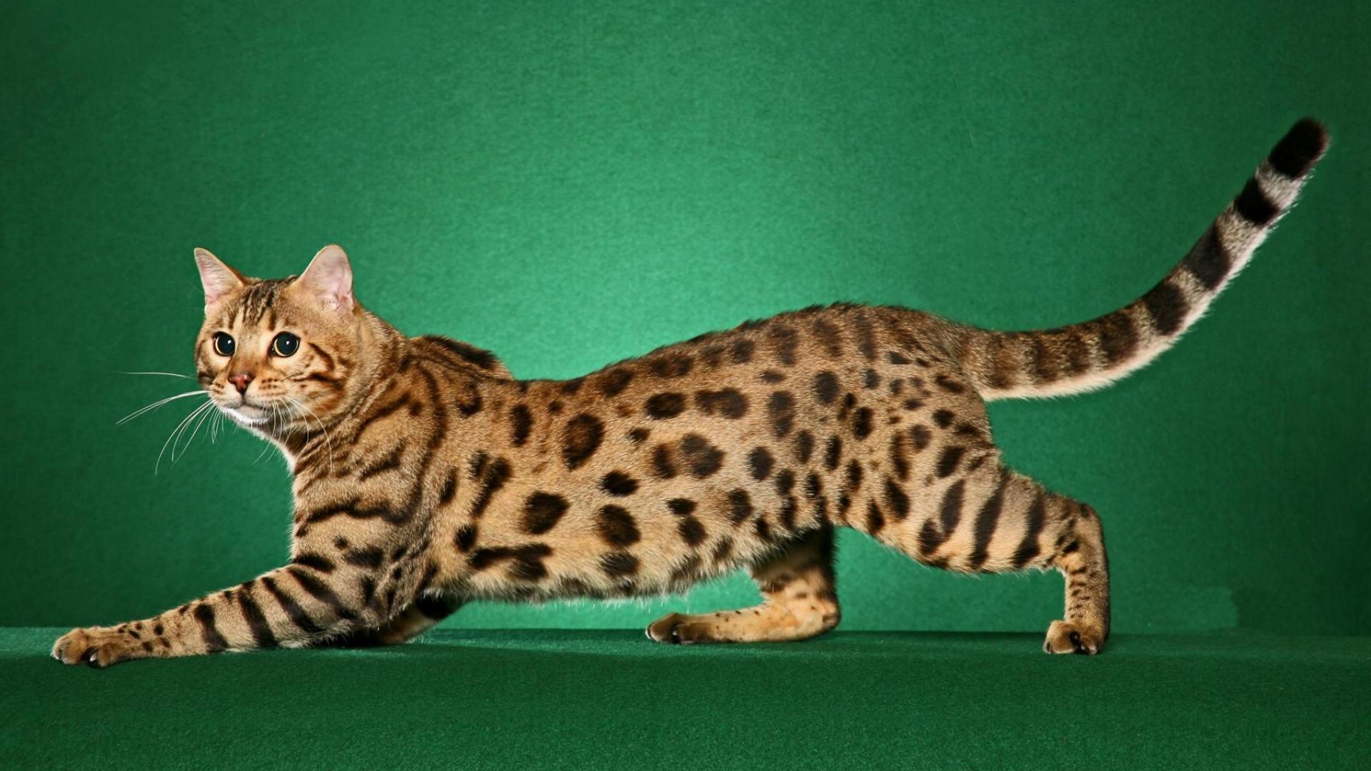 Nice Bengal Cat - Cat Breed