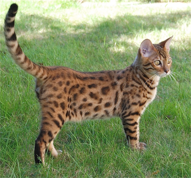 Cool Bengal Cat - Cat Breed