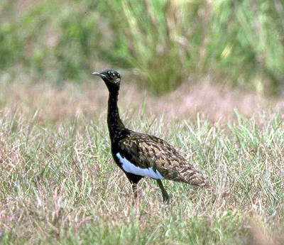 Pretty Bengal florican