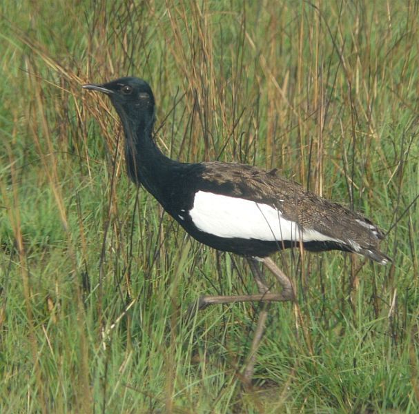 Pretty Bengal florican
