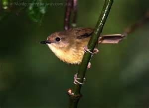 Pretty Bicolored mouse-warbler
