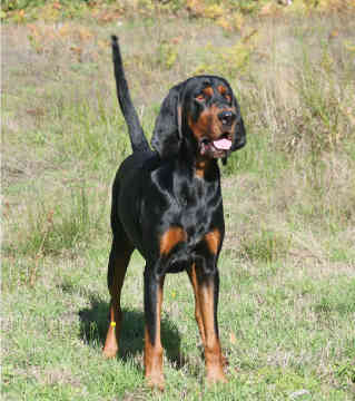 Black and Tan Coonhound - Dog Breed