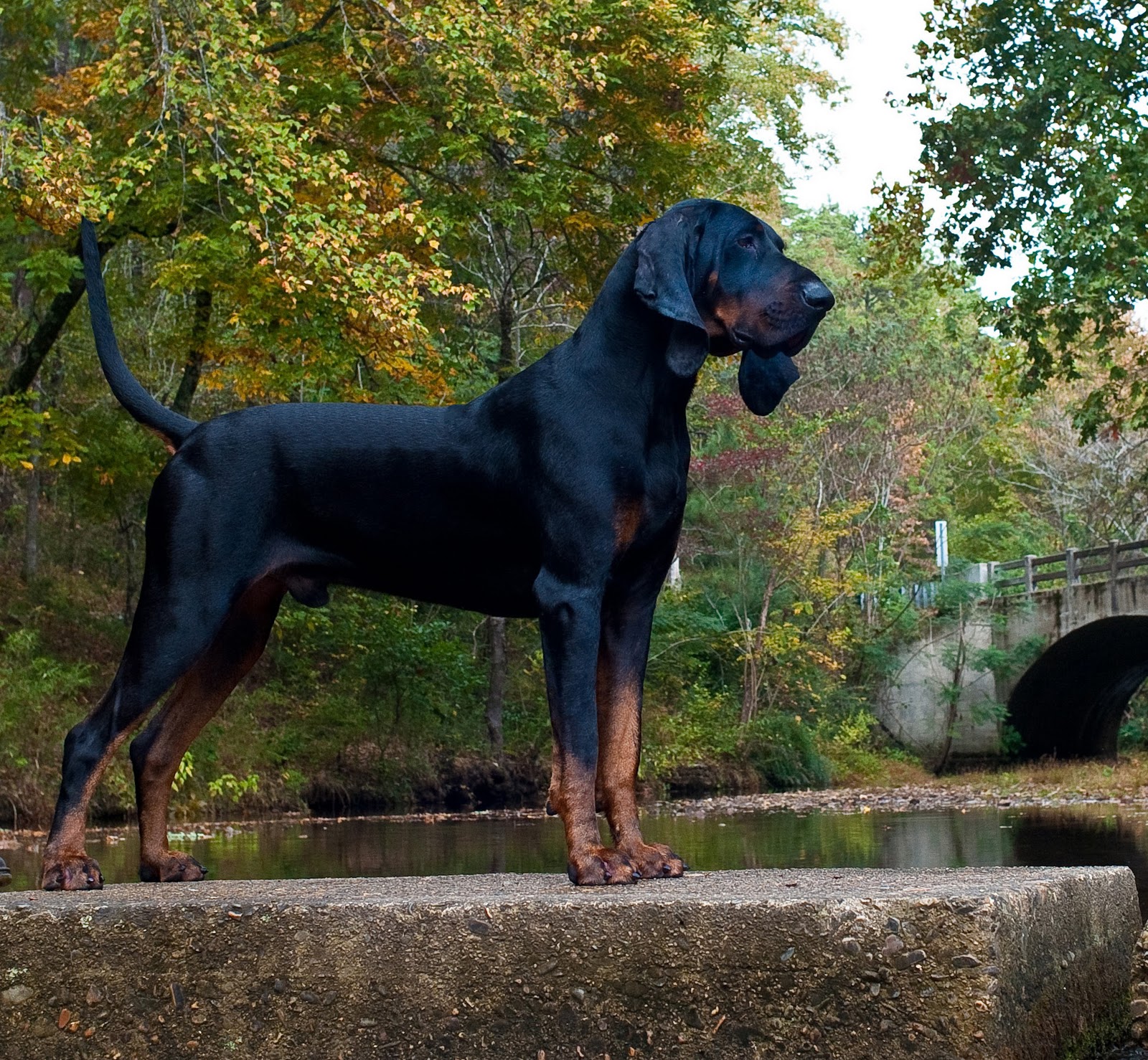 Nice Black and Tan Coonhound - Dog Breed