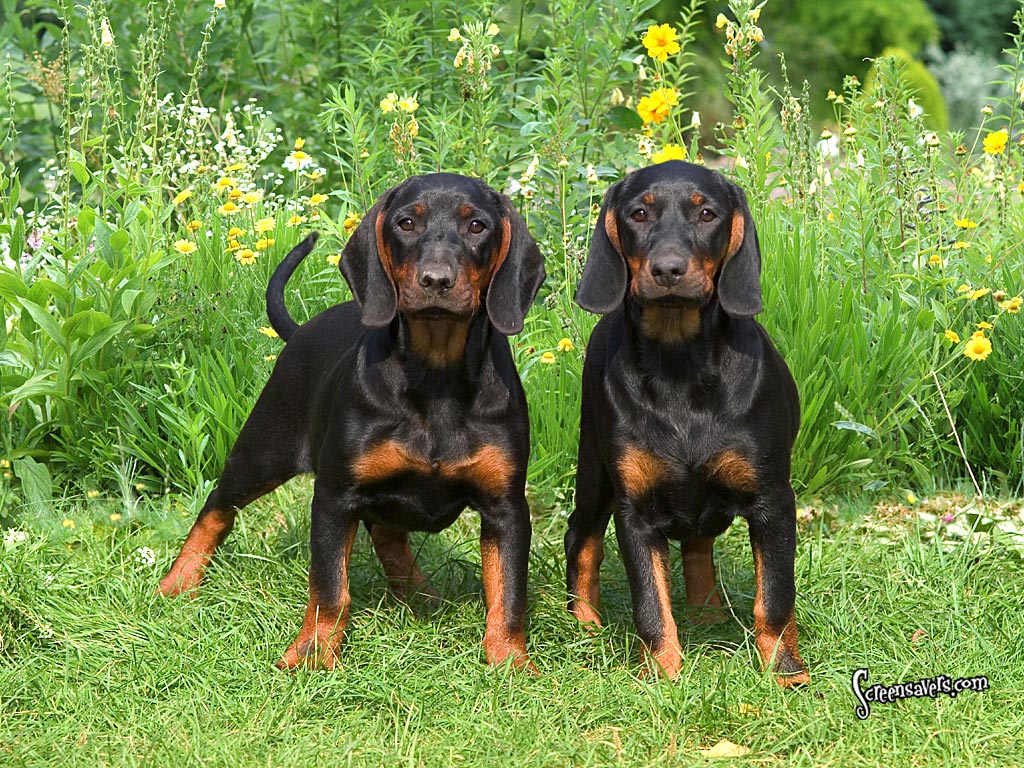 Cool Black and Tan Coonhound - Dog Breed