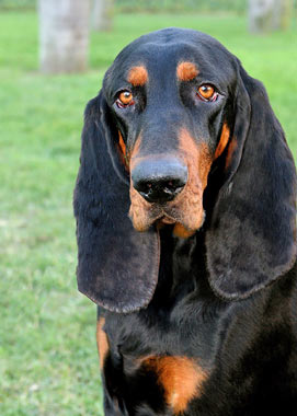 Pretty Black and Tan Coonhound - Dog Breed
