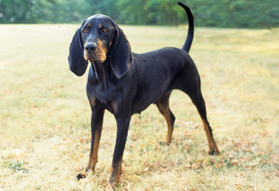 Cute Black and Tan Coonhound - Dog Breed
