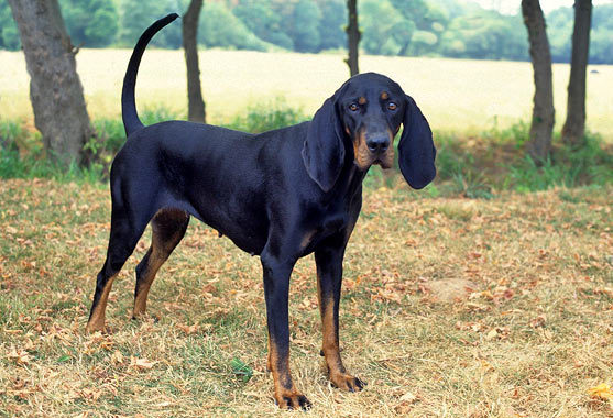 Wallpaper Black and Tan Coonhound - Dog Breed