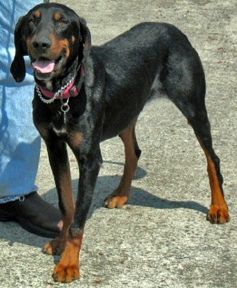 Photo Black and Tan Coonhound - Dog Breed