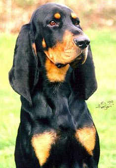 Black and Tan Coonhound - Dog Breed photo 
