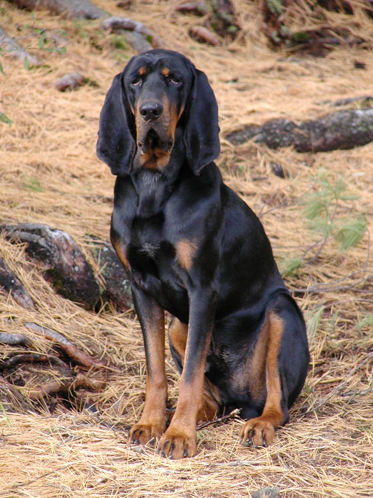 Black and Tan Coonhound - Dog Breed wallpaper