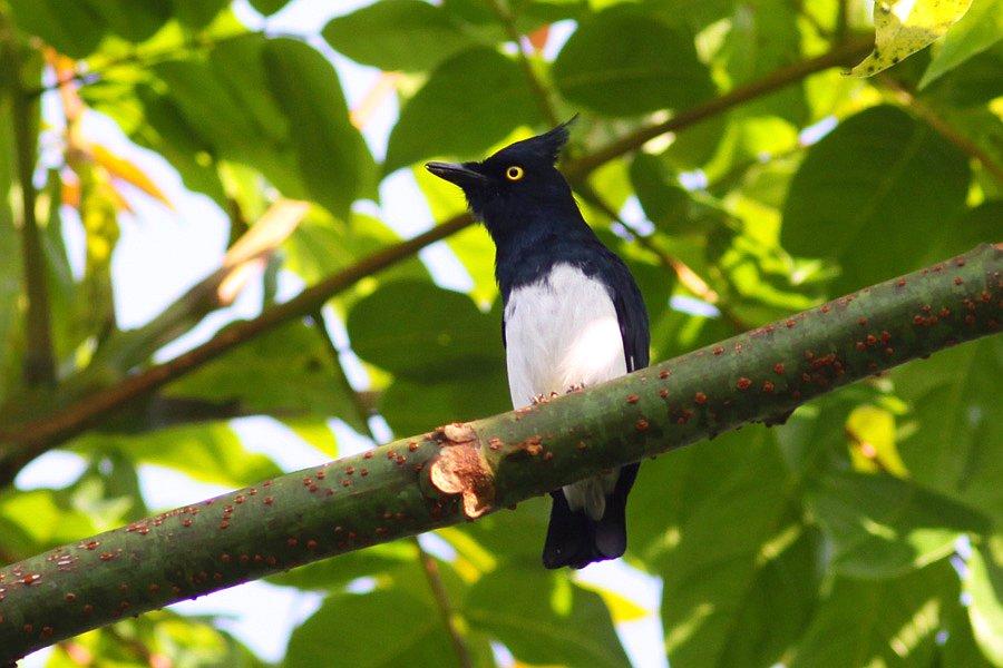 Pretty Black-and-white flycatcher