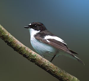Pretty Black-and-white flycatcher