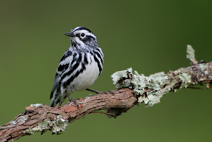 Pretty Black-and-white warbler