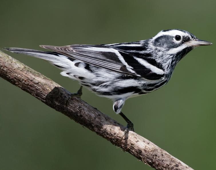 Pretty Black-and-white warbler