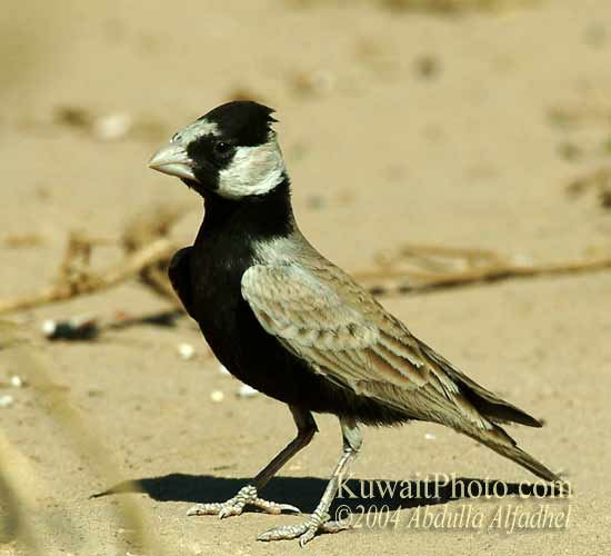 Pretty Black-crowned sparrow-lark
