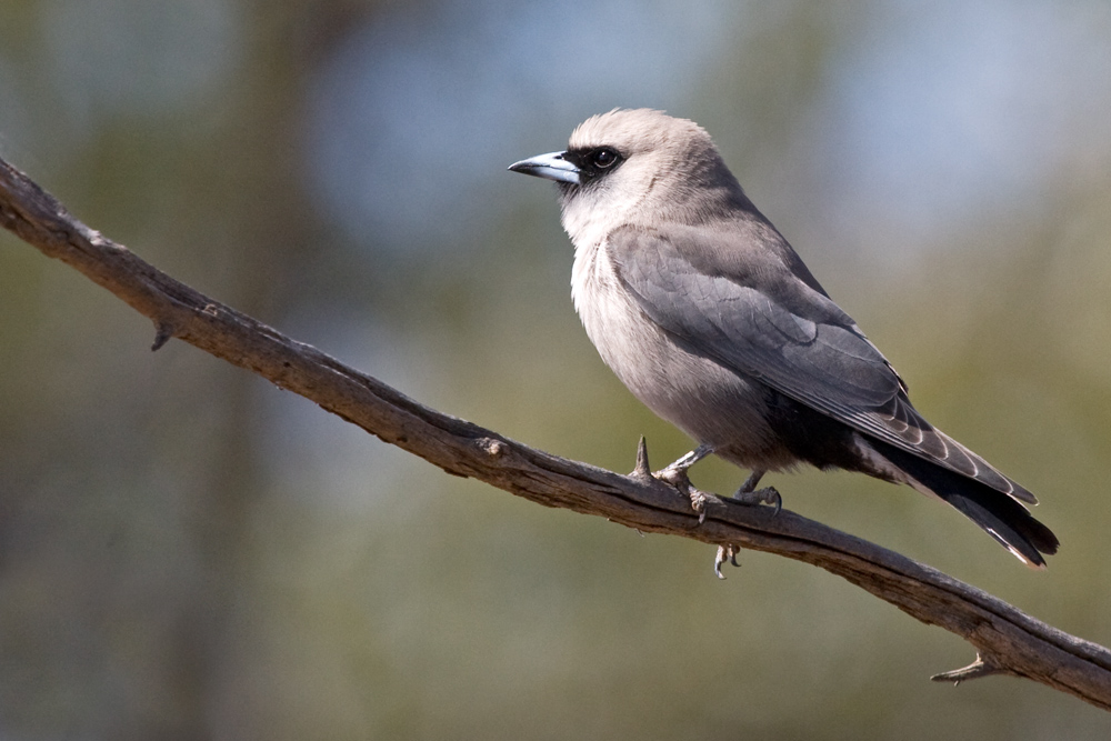 Black-faced woodswallow