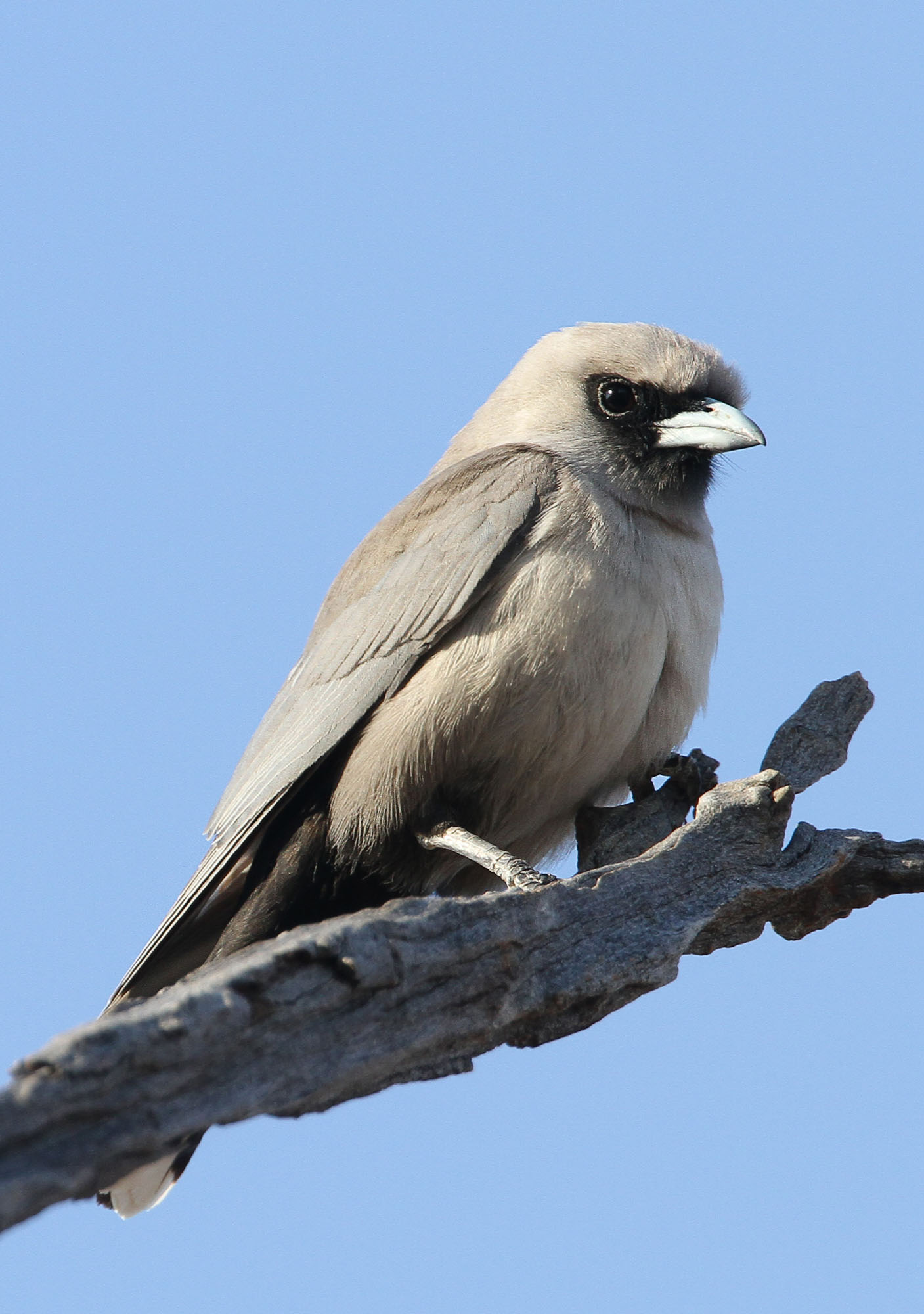 Pretty Black-faced woodswallow