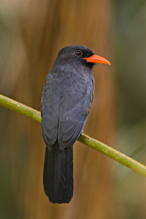 Pretty Black-fronted nunbird