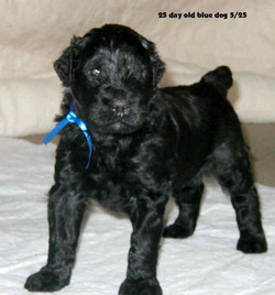 Black Russian Terrier - Dog Breed