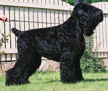 Nice Black Russian Terrier - Dog Breed