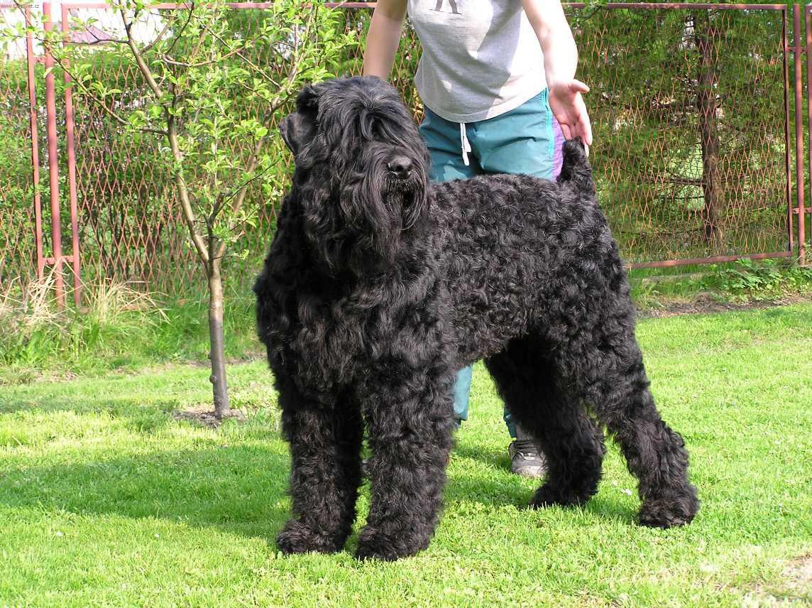 Cool Black Russian Terrier - Dog Breed