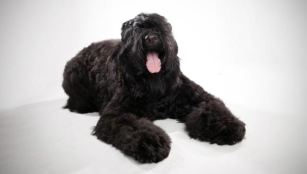 Pretty Black Russian Terrier - Dog Breed