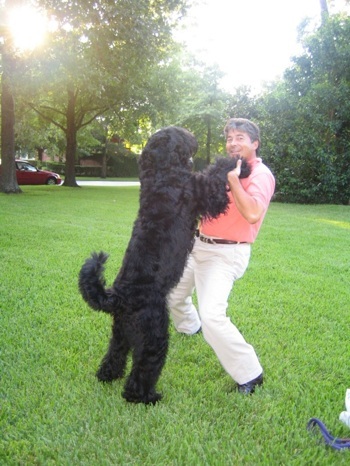 Cute Black Russian Terrier - Dog Breed