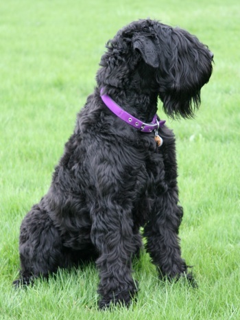 Wallpaper Black Russian Terrier - Dog Breed