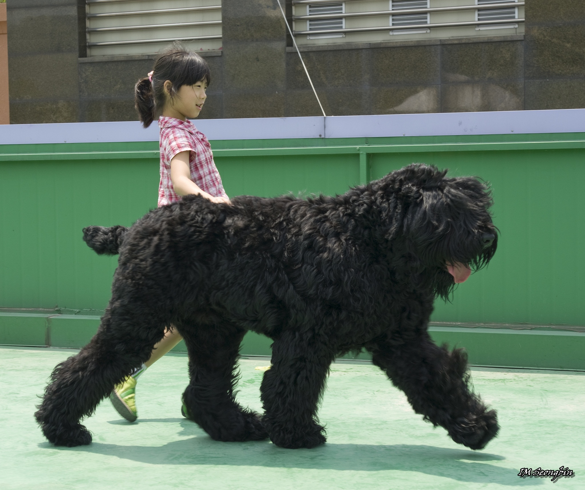 Photo Black Russian Terrier - Dog Breed