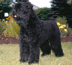 Black Russian Terrier - Dog Breed photo 