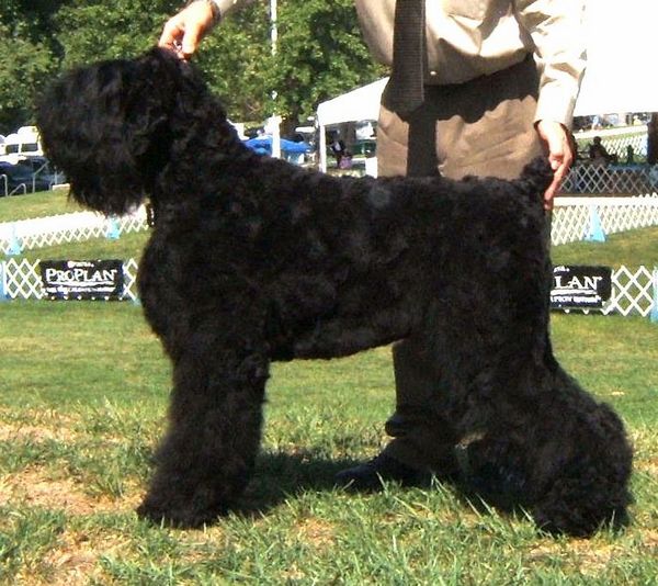 Black Russian Terrier - Dog Breed wallpaper