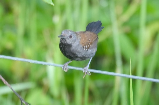 Black-throated antbird